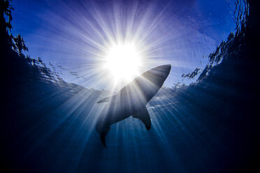 Shark swimming in sea under sunrays - CUF08194