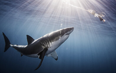 Shark swimming in sea under sunrays - CUF08195