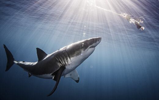 Shark swimming in sea under sunrays - CUF08195