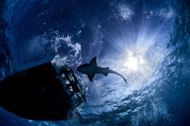 Hai schwimmt im Meer unter Sonnenstrahlen und Boot - CUF08199