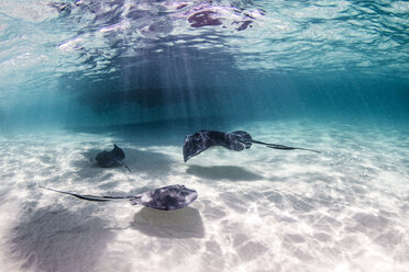 Rays swimming close to seabed - CUF08200