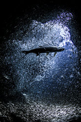 Fish near mouth of underwater cave - CUF08201