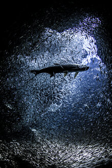 Fisch in der Nähe der Mündung einer Unterwasserhöhle - CUF08201