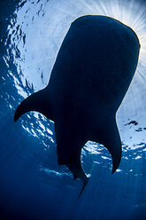 Silhouette eines Walhais - CUF08202