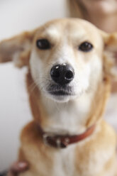 Porträt eines Hundes mit glitzernden Sternen auf der Nase - CUF08299