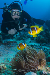 Scuba diver looking at Clownfish (amphiprion bicinctus), Marsa Alam, Egypt - CUF08395