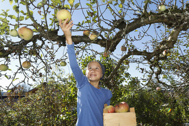 Young girl picking apple from tree - CUF08421