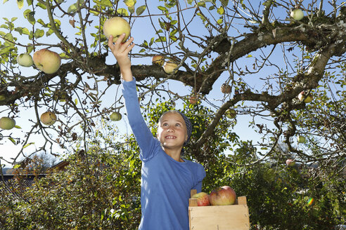Junges Mädchen pflückt Apfel vom Baum - CUF08421