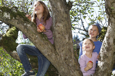 Three young girls picking apples from tree - CUF08424