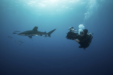 Taucher schwimmt mit Weißspitzenhai (Carcharhinus longimanus) und Pilotfisch, Unterwasseransicht, Brothers Island, Ägypten - CUF08510