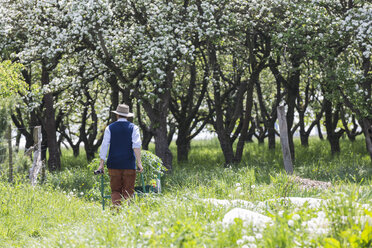 Rückansicht eines Landwirts, der eine Schubkarre mit Pflanzen auf einem Feld schiebt - CUF08781