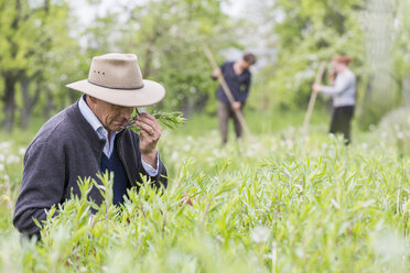 Farmer quality smelling crop in field - CUF08797