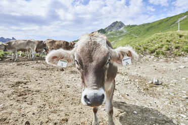 Porträt einer Kuh mit Ohrmarke in den Tannheimer Bergen, Tirol, Österreich - CUF08811