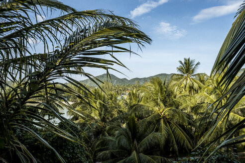 Thailand, Koh Phangan, landscape - MMIF00070