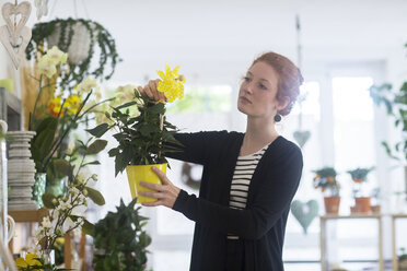 Florist wählt Blumen im Geschäft aus - CUF09044
