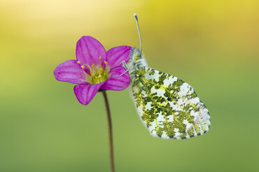 Schottland, Orange Tip Schmetterling, Weibchen, Anthocharis cardamines, sitzend auf Blüte - MJOF01503