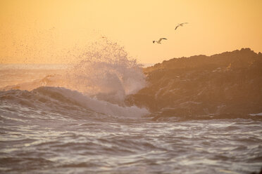 Afrika, Südafrika, Westkap, Kapstadt, Vögel fliegen über Felsenküste, Wellen bei Sonnenuntergang - ZEF15490