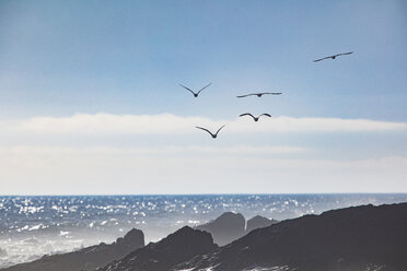 Afrika, Südafrika, Kapstadt, Vogelschwarm fliegt über das Meer und die Felsen - ZEF15496