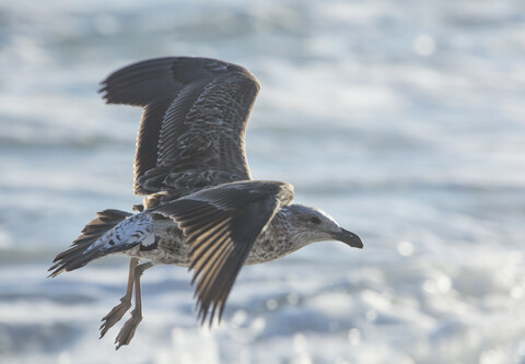 Afrika, Südafrika, Kapstadt, Kelp-Möwe fliegt über das Meer, lizenzfreies Stockfoto