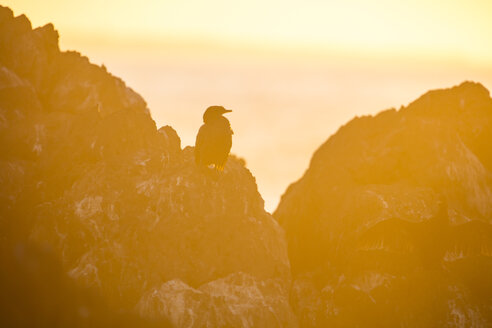 Afrika, Südafrika, Kapstadt, Vogel auf den Felsen sitzend bei Sonnenuntergang - ZEF15500