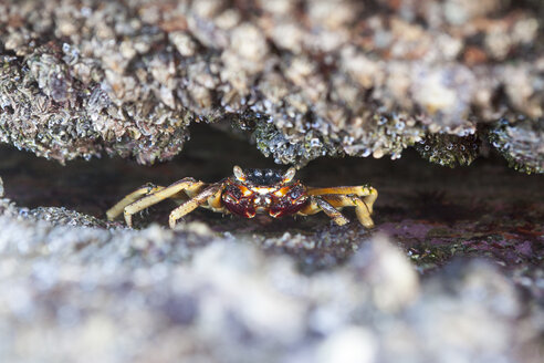 Nahaufnahme einer Krabbe, die sich in Felsen versteckt, Durban, Südafrika - CUF09394