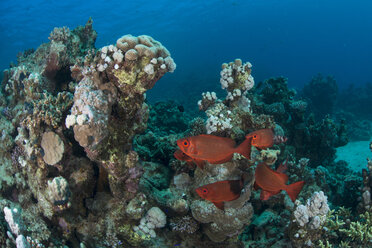 Fische an Korallen, Rotes Meer, Marsa Alam, Ägypten - CUF09408