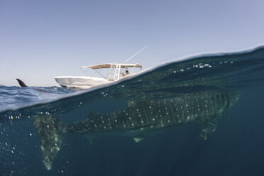 Whale shark (rhyncodon typus) filter feeding in the surface, underwater view, Isla Mujeres, Mexico - CUF09409