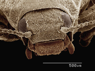 Scanning electron micrograph of a riffle beetle (Coleoptera: Elmidae) - CUF09444