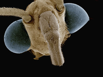 Rasterelektronenmikroskopische Aufnahme des Kopfes des Wasserläufers (Hemiptera: Gerridae) - CUF09457
