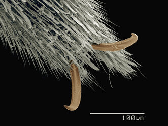 Rasterelektronenmikroskopische Aufnahme des Tarsus von Wasserläufern (Hemiptera: Gerridae) - CUF09458