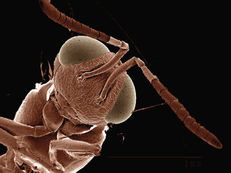 Scanning electron micrograph of a parasitic wasp. (hymenoptera) - CUF09472