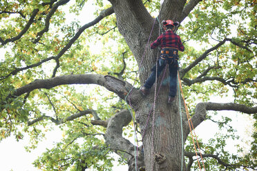 Rückansicht eines jugendlichen Baumpfleger-Azubis, der auf einen Baumstamm klettert - CUF09796