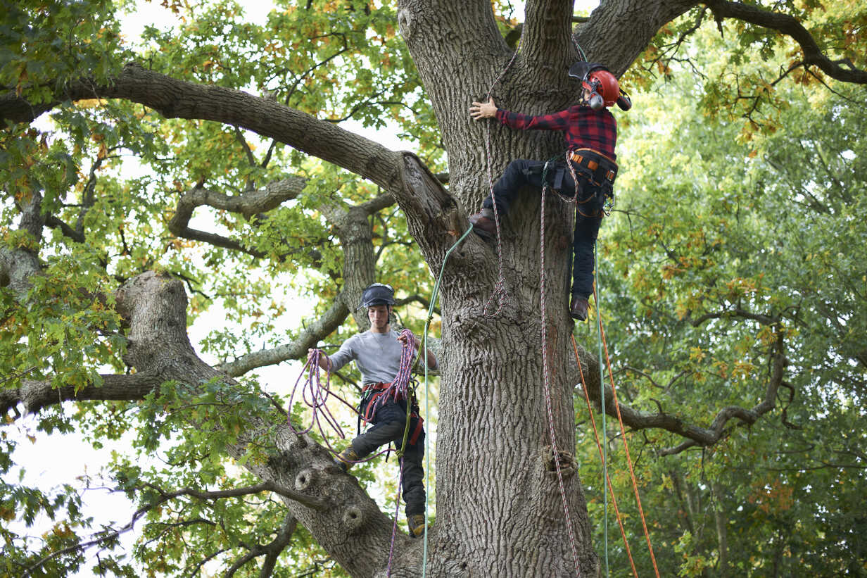 Arborist man with harness cutting a tree, climbing. Copy space