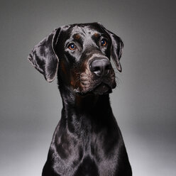 Studio-Porträt eines Dobermannes - CUF09856