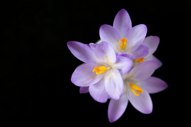 Krokus vor schwarzem Hintergrund - MMAF00347