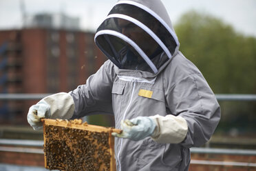 Imker inspiziert Bienenstockrahmen - CUF10606