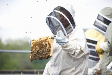 Imker hält Bienenstockrahmen - CUF10608