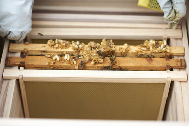 Imker inspiziert Bienenstockrahmen aus dem Bienenstock, Nahaufnahme - CUF10609