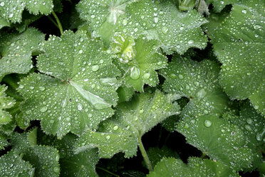 Raindrops on leaves of lady's mantle - NDF00765