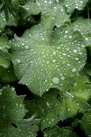 Raindrops on leaves of lady's mantle stock photo