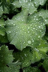 Raindrops on leaves of lady's mantle - NDF00766