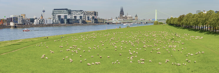 Deutschland, Köln, Blick auf die Stadt mit Rhein und Schafherde auf den Poller Wiesen im Vordergrund - WGF01190