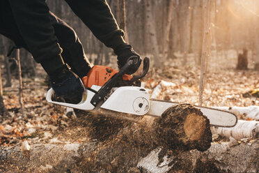 Ausgeschnittene Aufnahme eines Mannes, der einen Baumstamm auf dem herbstlichen Waldboden mit der Kettensäge bearbeitet - CUF10692