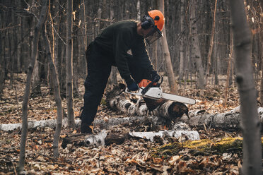 Älterer Mann sägt mit der Kettensäge an einem Baumstamm auf dem herbstlichen Waldboden - CUF10693