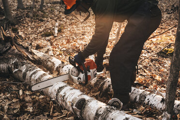 Mature man chainsawing tree trunk on autumn forest floor - CUF10694