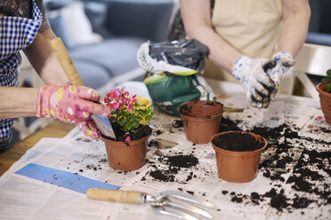 Senior adult woman potting plants on table - CUF10929