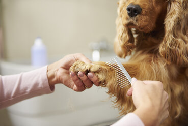 Hände einer Hundefrisörin beim Kämmen der Pfoten eines Cockerspaniels im Hundesalon - CUF10933