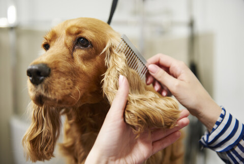 Hände einer Hundefrisörin kämmen das Ohr eines Cockerspaniels im Hundesalon, lizenzfreies Stockfoto