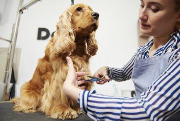 Hundefrisörin trimmt Cockerspaniel im Hundesalon - CUF10938