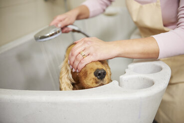 Hands of female groomer covering cocker spaniel's eyes in bath at dog grooming salon - CUF10939